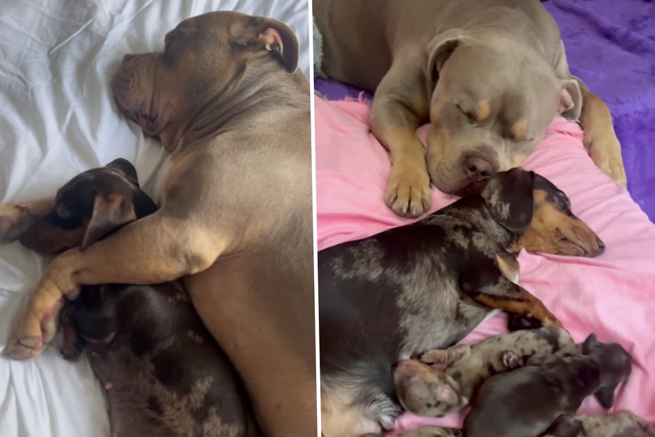 American XL Bully Gunner zeigt der Dackel-Mama regelmäßig seine Zuneigung.