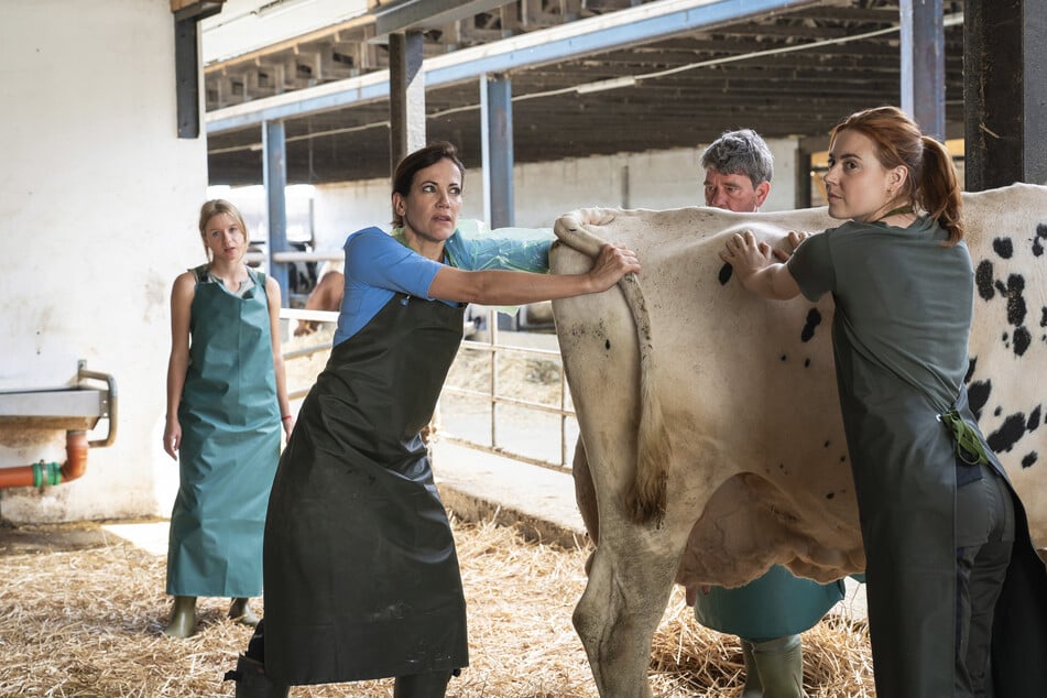 Bettina Zimmermann (50, 2.v.l.) spielt Tierärztin Maja Freydank, die hier einer Kuh bei der Geburt hilft.