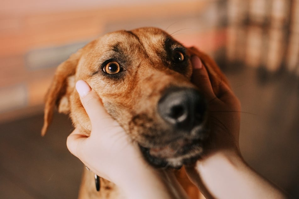 Hunde machen ganz eindeutig auf besondere Wahrnehmungen aufmerksam.