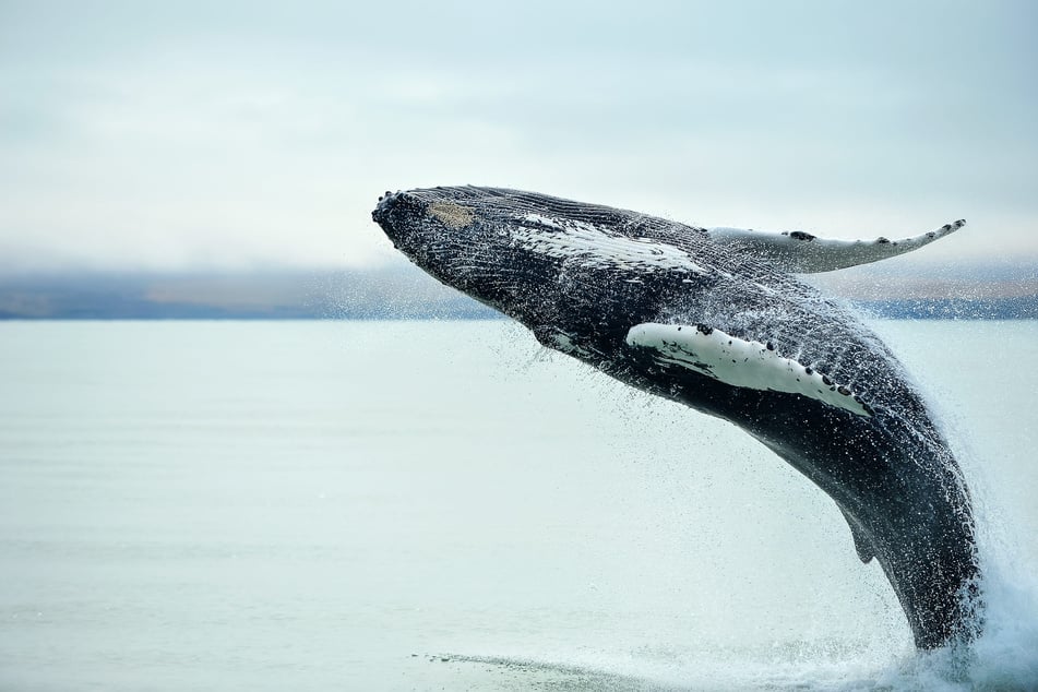 Scientists have recorded two humpback whales swimming vast journeys between Australia and Brazil (stock image).