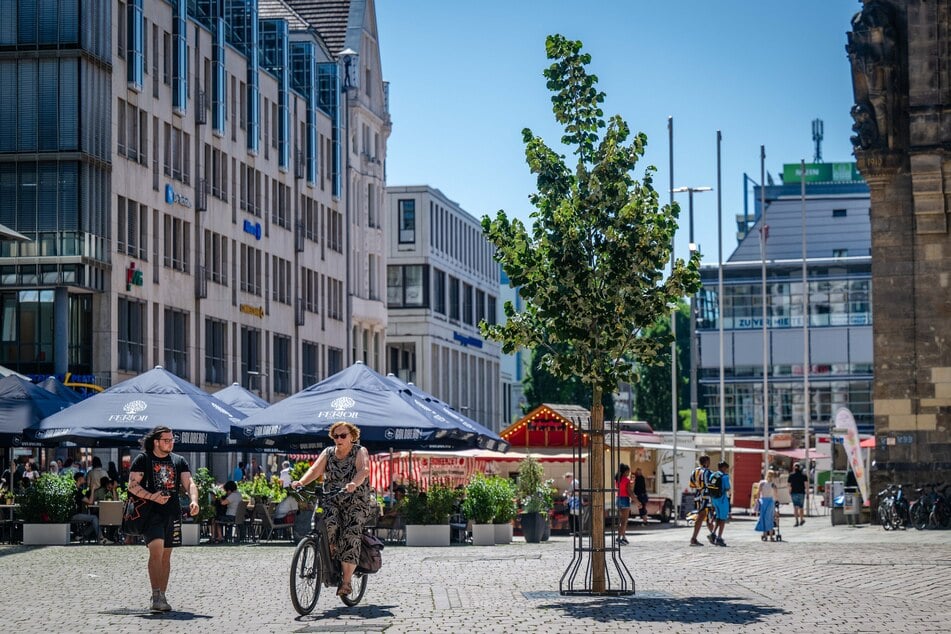 Die Silberlinde auf dem Neumarkt wurde im November 2023 gepflanzt. Die SPD fordert nun dort eine Sitzgelegenheit.