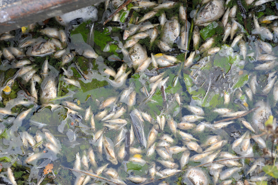 Wenn Algen wie Teppiche die Gewässeroberfläche abdecken, kann das zu großem Fischsterben führen.