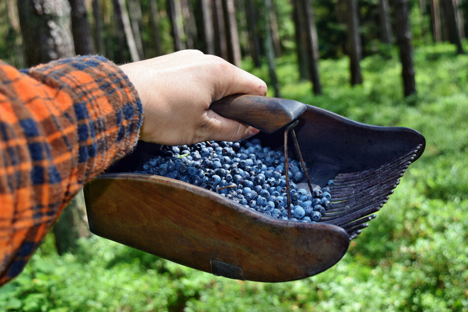 Das Lesen von Blaubeeren mit solchen Kämmen ist verboten. Im Wald dürfen die Beeren nur mit der Hand ohne Hilfsmittel und nur für den privaten Verzehr gepflückt werden.
