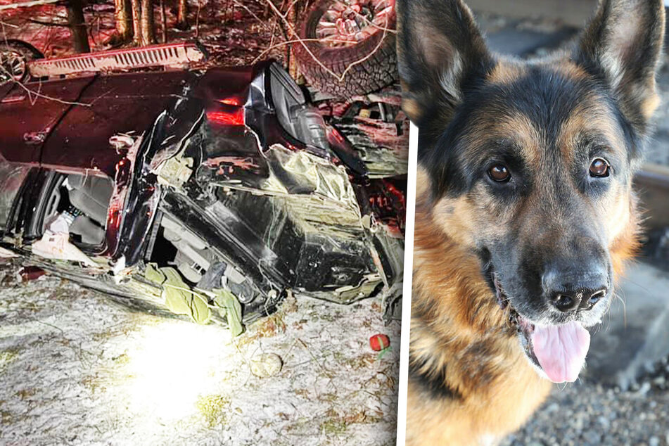 Hund führt Polizei zum Unfallwagen des Herrchens und rettet zwei Leben