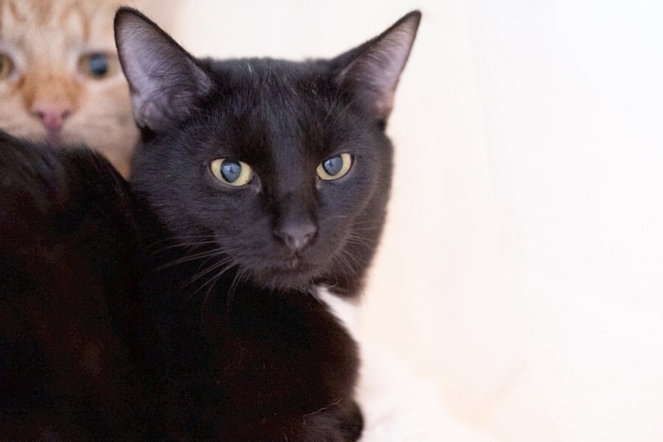 Die scheuen Samtpfoten wünschen sich ein Zuhause bei einfühlsamen Menschen, die sie so nehmen, wie sie sind.