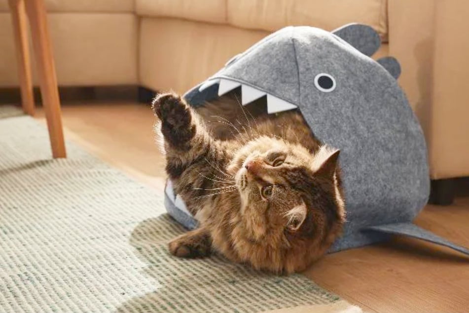 Mit diesen Lidl-Produkten macht Ihr Vierbeinern eine große Freude