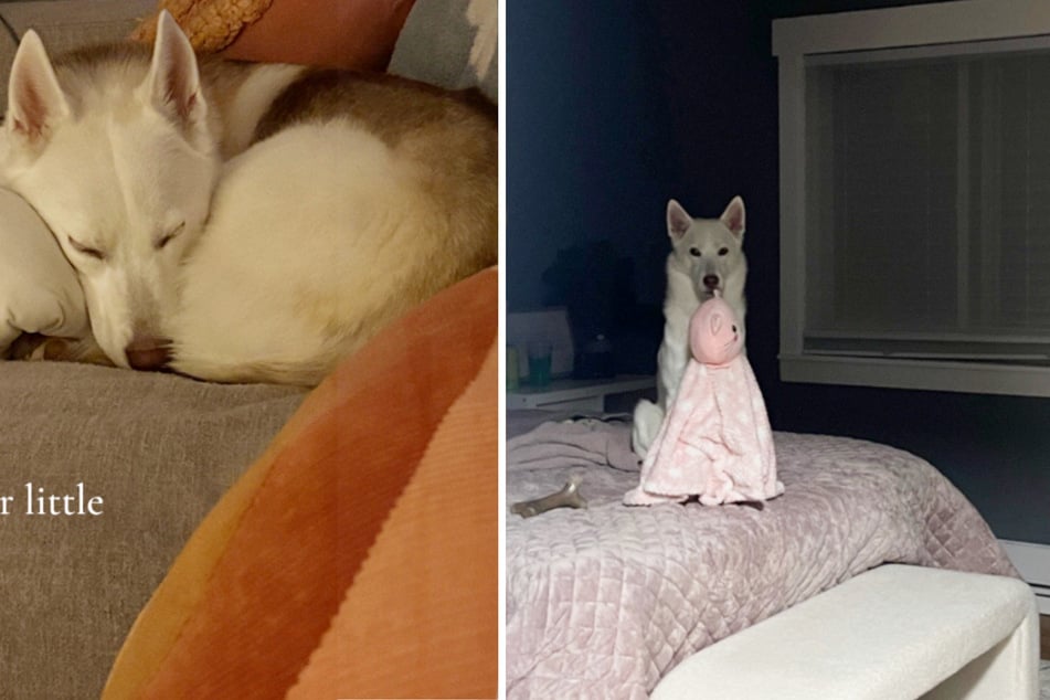 Husky-Dame Mera sehnte sich zwei Jahre lang nach einem Spielgefährten.