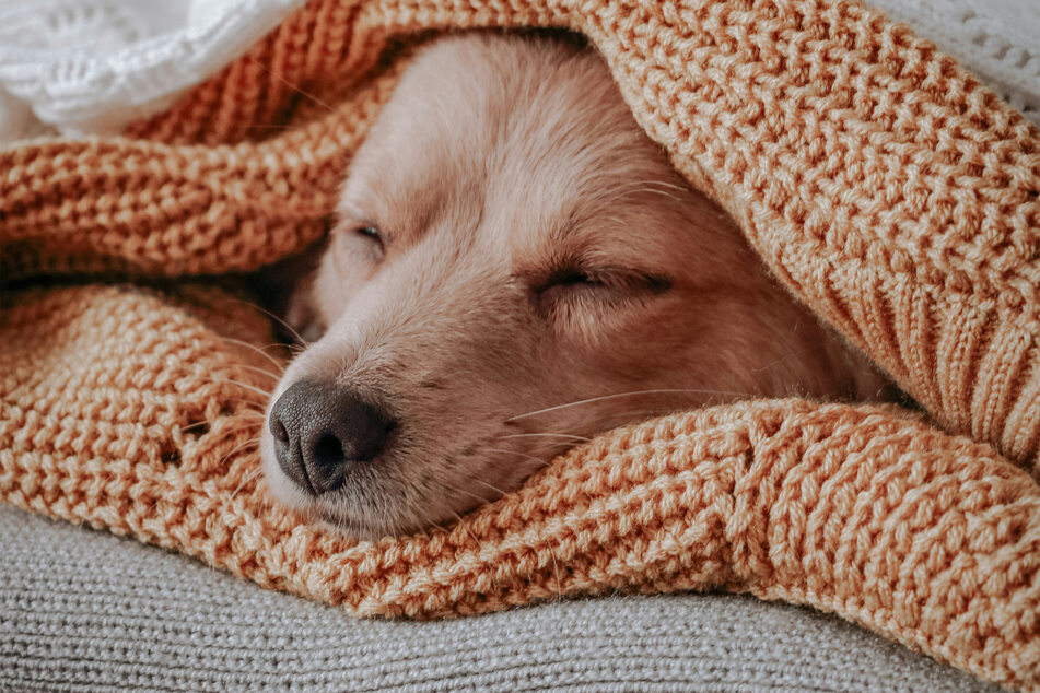 If your dog is twitching a lot in its sleep, it's probably nothing to really worry about.