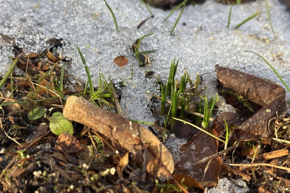 Man kann auch schon die ersten Krokusse entdecken.