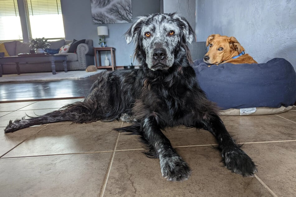 Buster the dog was diagnosed with vitiligo in November 2021, and it began around his muzzle.