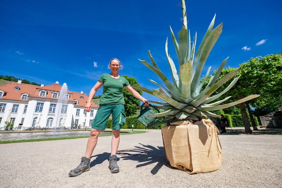 Gärtnerin Brigitte Münch (41) ist gespannt, wie sich die Agave in den nächsten Wochen entwickeln wird: "Wie der 'Todes-Prozess' ablaufen wird, wissen wir noch nicht, da es auch für uns das erste Mal ist."
