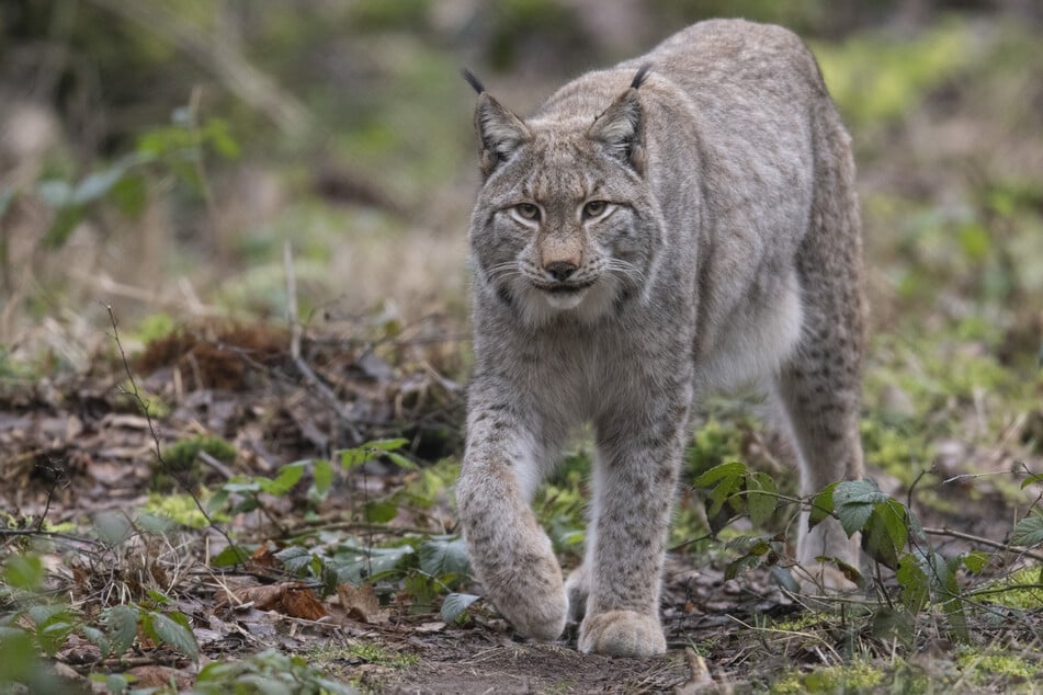 Die Versuche, den Luchs wieder in Sachsen anzusiedeln, haben den Freistaat bisher mehr als eine Million Euro gekostet.