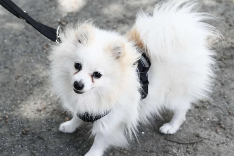 Der kleine Hund möchte ernst genommen werden und einiges lernen.