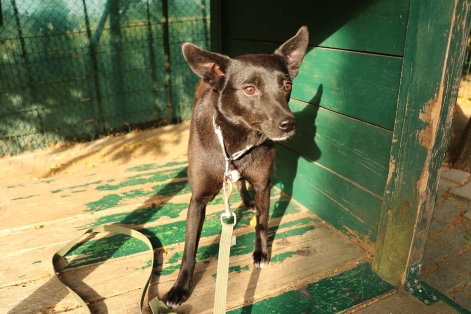 Tasha sehnt sich nach Menschen, die ihr Geduld, Sicherheit und Liebe schenken.
