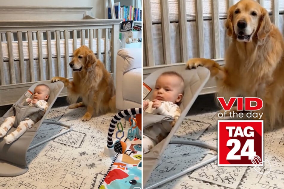 viral videos: Viral Video of the Day for January 28, 2025: Golden retriever rocks baby to sleep in awe-inspiring TikTok clip!