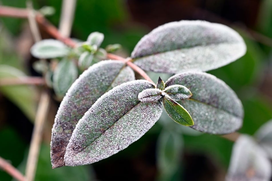 In Tallagen des Berglands sind auch wieder bis minus zwei Grad möglich - Frostgefahr.