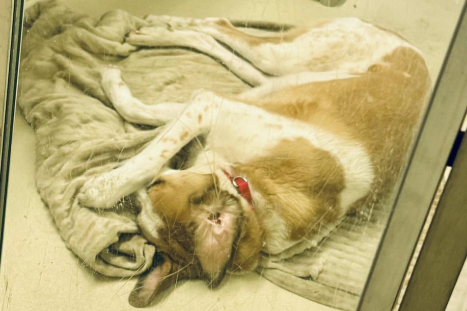 Dieser Anblick macht Fins Pflegern zu schaffen. Als das Licht im Tierheim gedimmt wird, sieht es so aus, als würde sich der Hund verzweifelt die Augen zuhalten.
