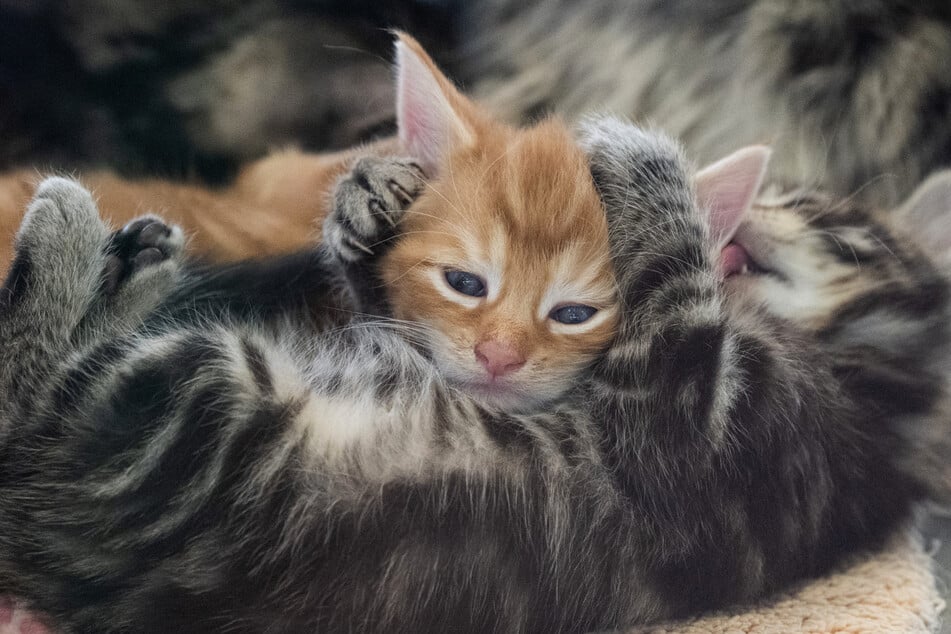 Wem die beiden Katzen gehören, ist unbekannt. (Symbolbild)