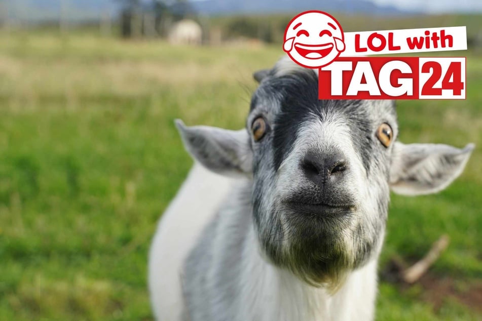 Joke of the Night for April 23, 2026: The GOAT of knock-knock jokes.