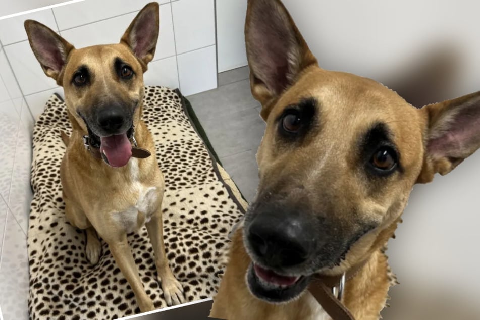 Malinterpretado y abandonado: el perrito Sam solo tiene un gran deseo