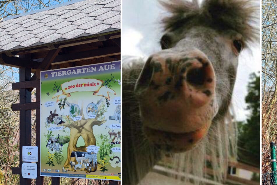Große Trauer im Erzgebirge: Das Minipony Jacky ist gestorben.
