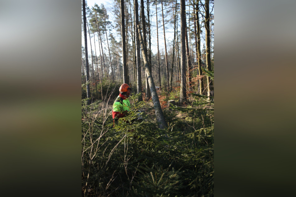 Forstarbeiter fällen derzeit Schad-Bäume im Akkord.