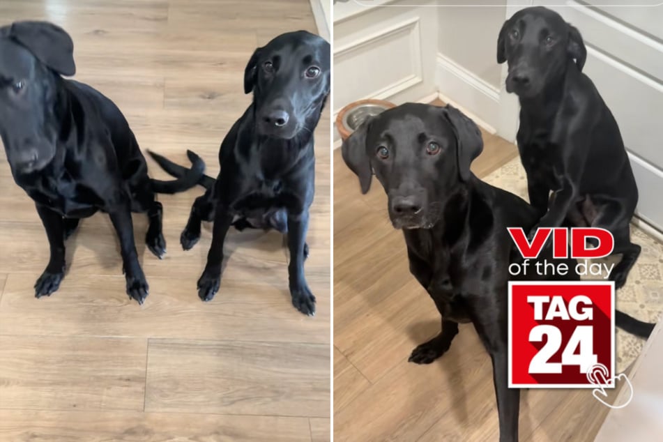 viral videos: Viral Video of the Day for September 13, 2025: Black labs win hearts with adorable pre-dinner prayer ritual