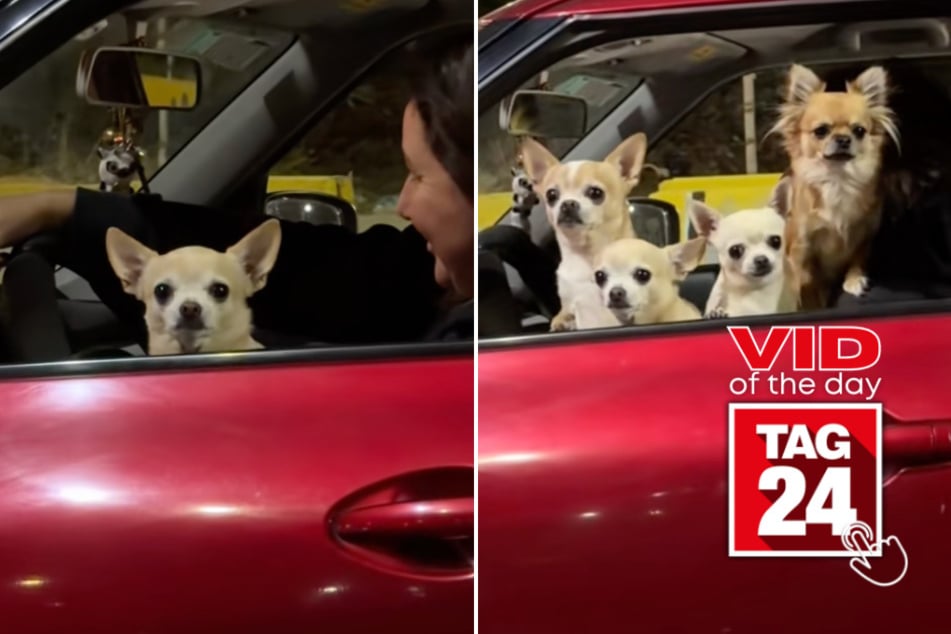 viral videos: Viral Video of the Day for April 9, 2026: Five chihuahua dogs pop up out of nowhere in adorable car clip