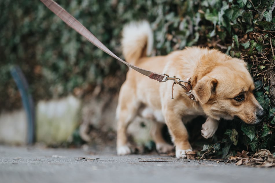 Kommt der Gassi-Zwang? Hundehalter empört über neuen Gesetzesvorschlag