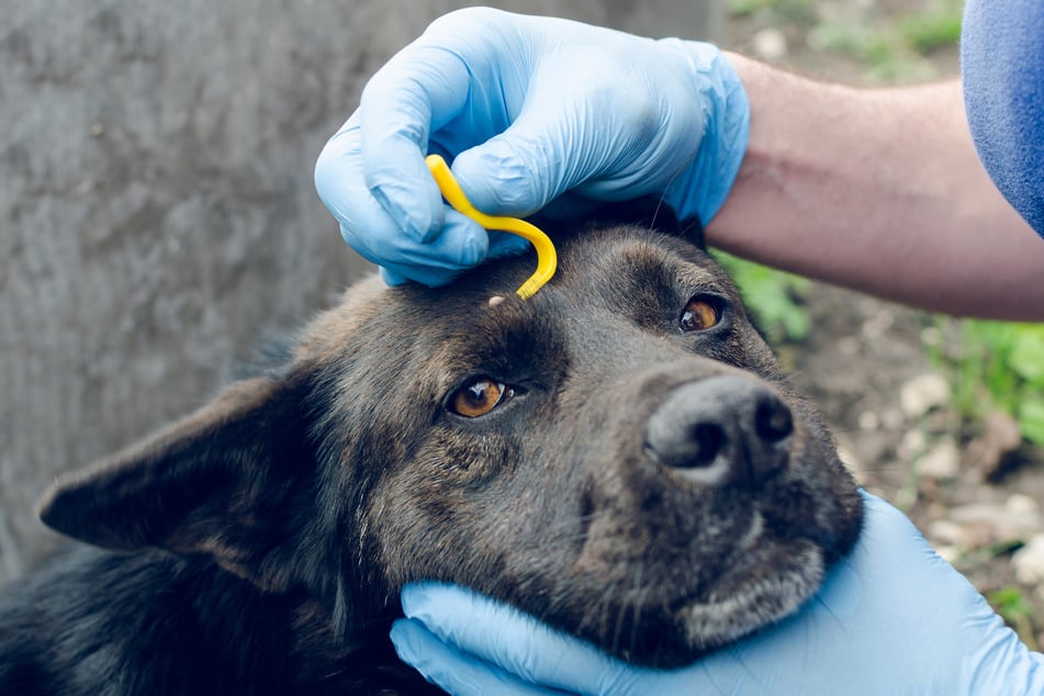 Es ist ratsam, Zecken beim Hund so bald wie möglich, zu entfernen.