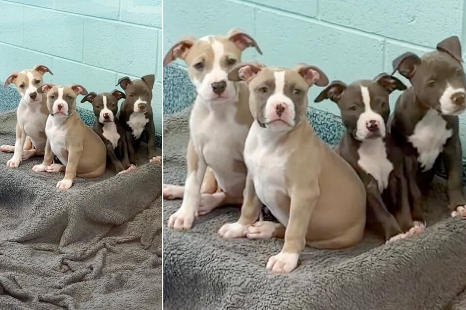 Die vier Pitbull-Geschwister warteten bisher vergeblich auf ein neues Zuhause.