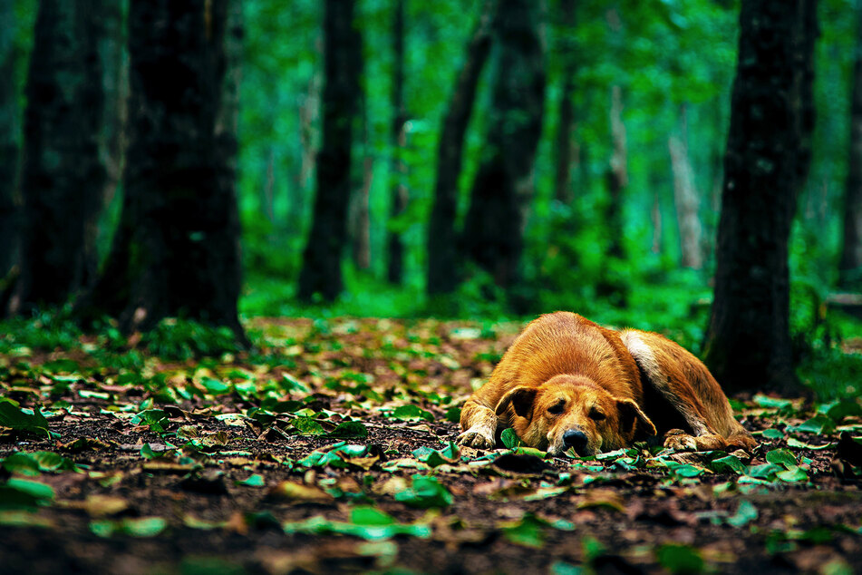 Der Hund wurde an einem Baum festgebunden, ehe er erschossen wurde. (Symbolbild)