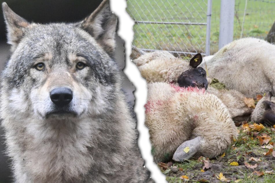 Um wolfsbedingte Schäden zu reduzieren, hat der sächsische Landtag die "Änderung jagdrechtlicher und naturschutzrechtlicher Vorschriften" verabschiedet. (Symbolfoto)
