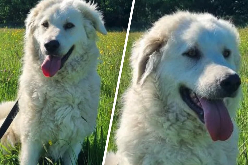 Hundedame Lola wartet im Tierheim Köln-Dellbrück auf ein ruhiges Zuhause bei erfahrenen Hundemenschen.