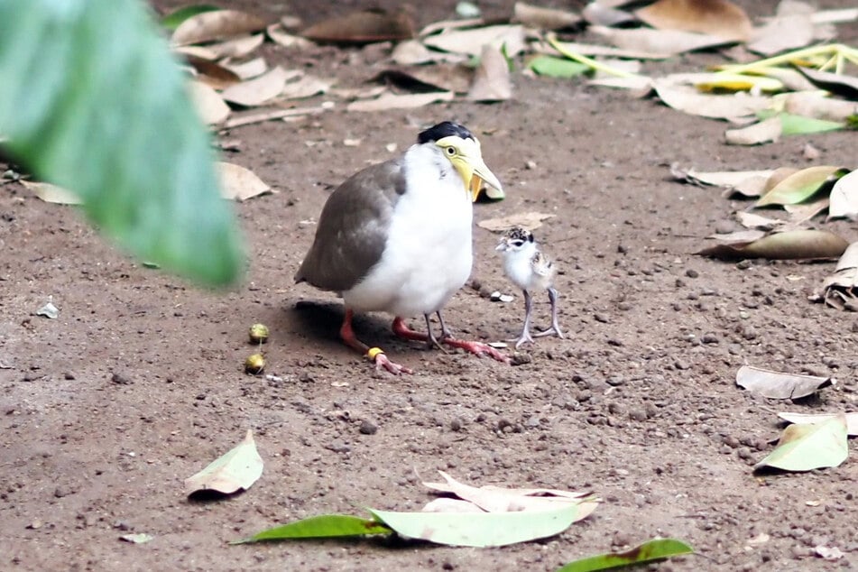 Die Kiebitze im Leipziger Zoo hatten zuletzt Nachwuchs bekommen. Inzwischen hat von dem Gelege jedoch nur ein kleiner Kerl überlebt - und auch dieser wurde von seinen Eltern verstoßen.