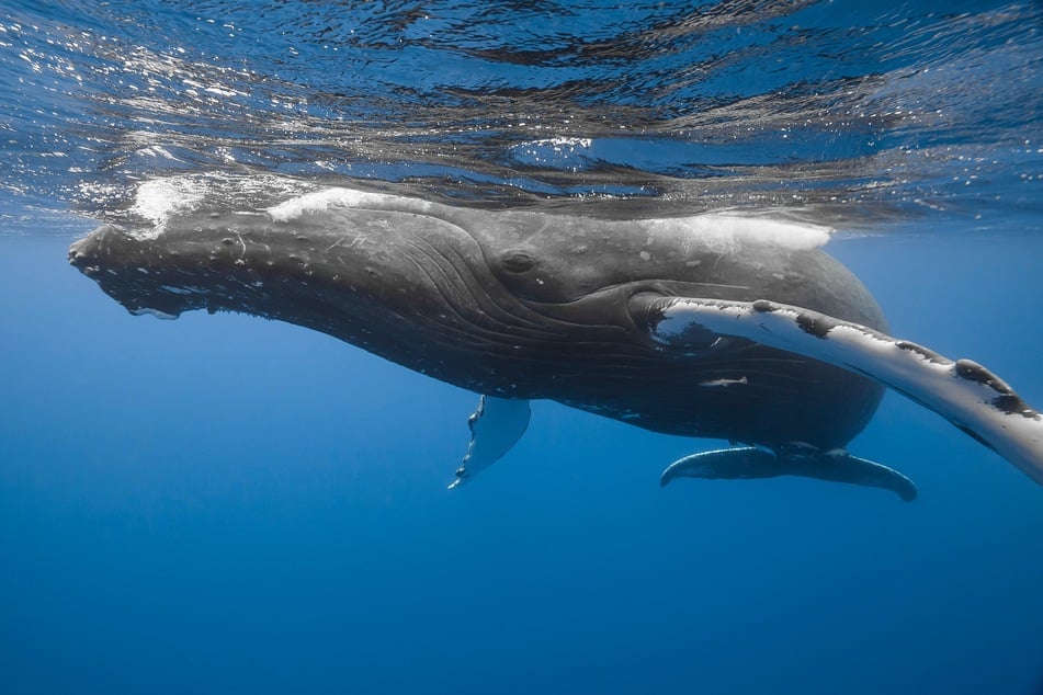 Wale haben eine große Persönlichkeit, was bedeutet, dass sie sehr individuell sind und sich im Laufe ihres Lebens eine einzigartige Persönlichkeit formt - ähnlich wie bei uns Menschen.
