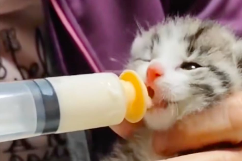 ¡Un gatito estuvo a punto de morir: ahora la pequeña Margo conquista todos los corazones!