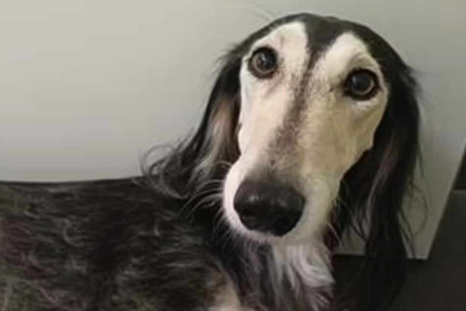 Saluki‑fena utekla ze strachu ze svého domova v sobotu odpoledne.