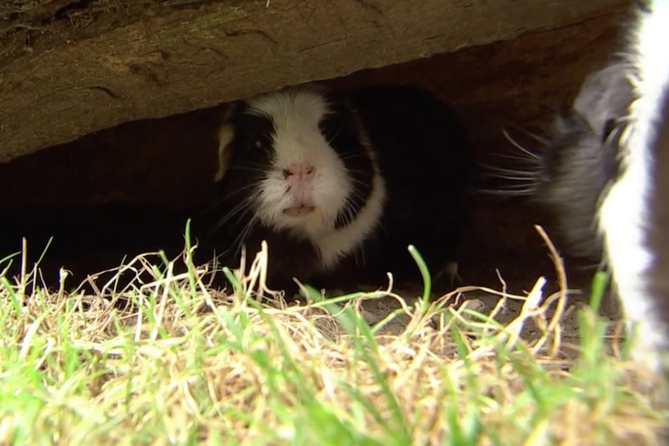 In die Ecke gedrängt: Hiltrude Schwein Schwein von der Parthe hat Ärger mit Hildegard Schwein Schwein von Bingen.