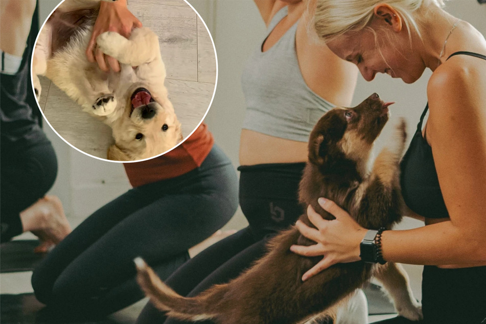 "Puppy Yoga" erobert Deutschland, aber: "Wir schütteln uns die Welpen nicht aus dem Ärmel!"