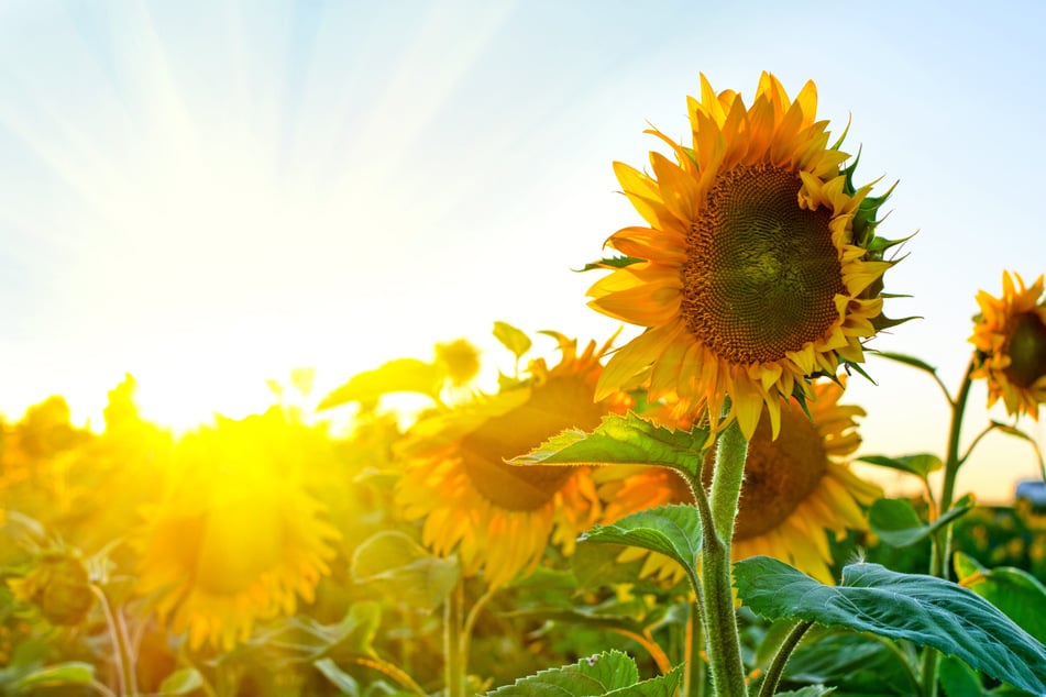 Die Sonnenblume symbolisiert das Streben nach Leben. (Symbolfoto)
