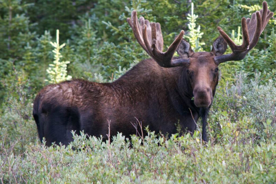 Moose attacks Colorado hunter in gory rampage