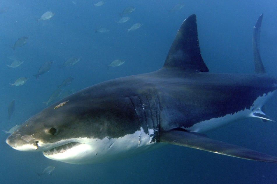 Bite marks from the shark were found on the surfboard. (symbolic image)