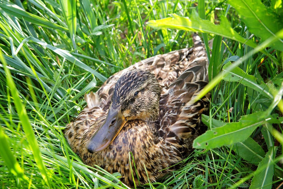 Die andere Ente hatte etwas mehr Glück und wird gerade aufgepäppelt. Das gebrochene Herz wird aber wohl so schnell nicht heilen. (Symbolbild)