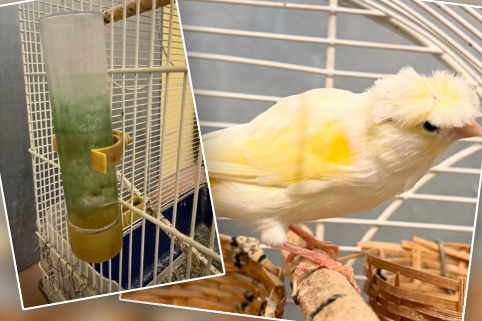 Tierheim "erschüttert": Ausgesetzter Vogel könnte jahrelang vor sich hinvegetiert haben
