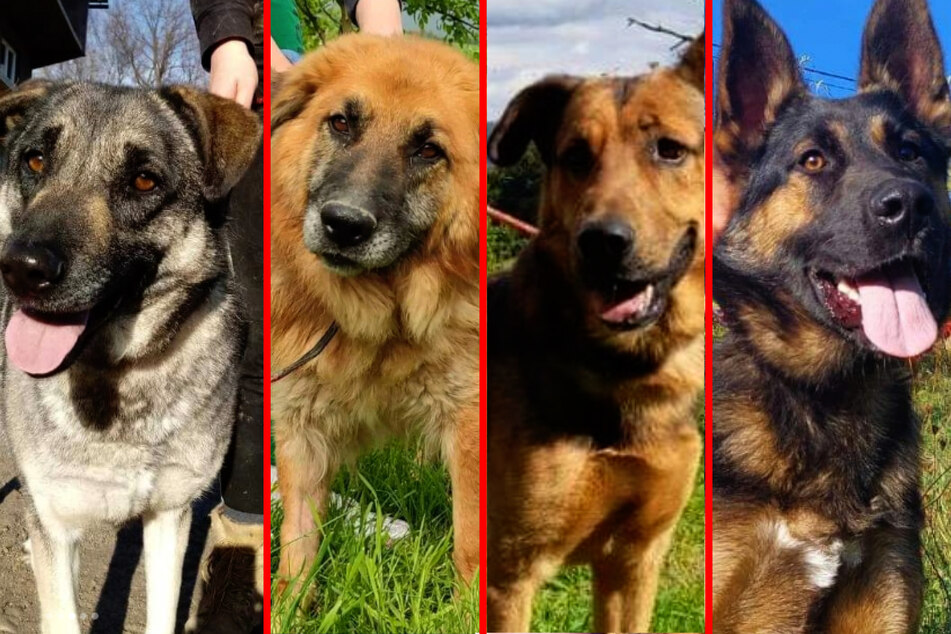 Diesen vier Hunden droht das Ende in der Tötungsstation.