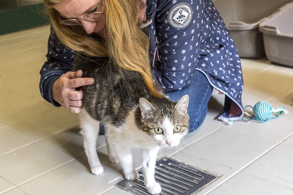 Beim Tag der offenen Tür im städtischen Tierheim durfte Jenny Steglich (36) ausnahmsweise mal ins Katzengehege, um Knöpfchen (1) kennenzulernen.