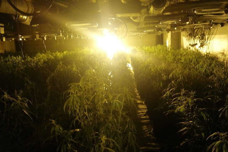 Mehr als 350 illegale Pflanzen wurde in einem Anbau in Remscheid von der Polizei sichergestellt.