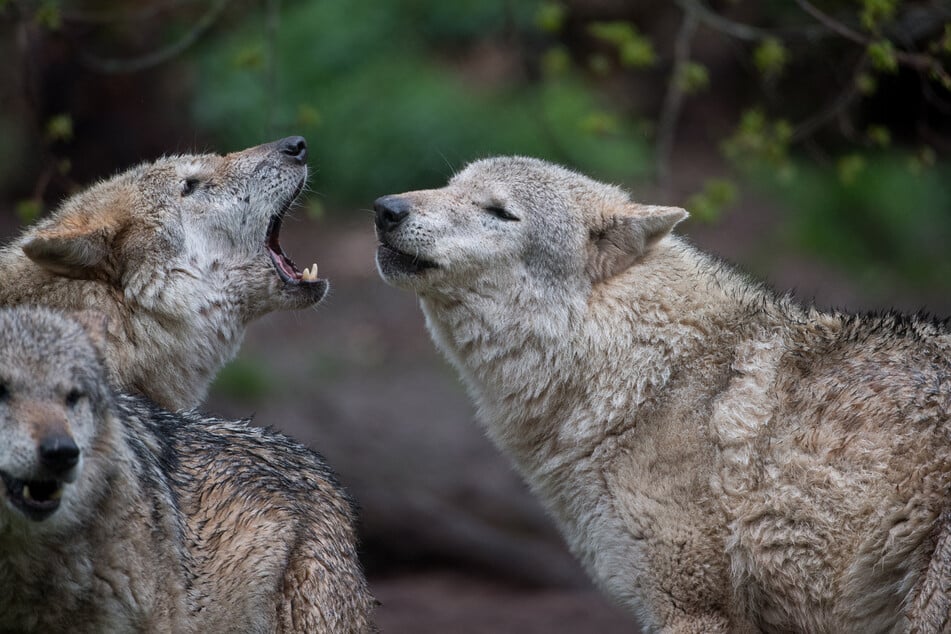 Seit der letzten Erhebung im vorherigen Jahr stieg die Wolfspopulation um 262 Tiere.