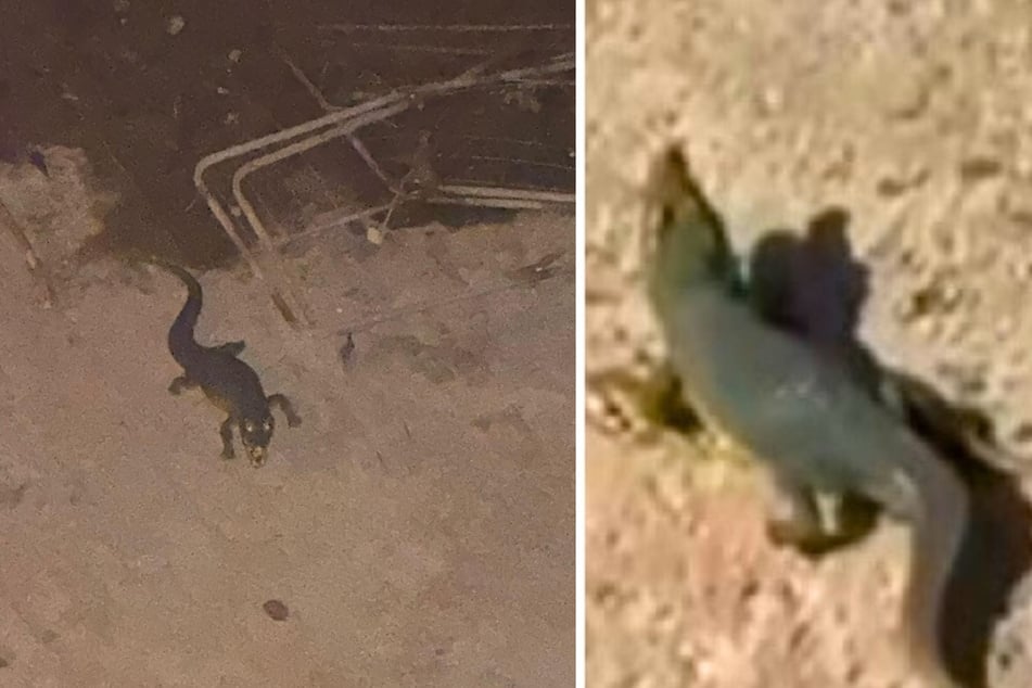 Dieses aufblasbares Krokodil sorgte in einer Stadt in Italien für Aufregung.